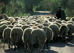 Ευλογιά αιγοπροβάτων: Η Νέα Τάξη «τελειώνει» τους μικρούς παραγωγούς – Κτηνοτρόφος πέθανε από τον καημό του επειδή θα του θανάτωναν τα ζώα